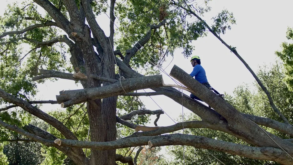 Professional Hazardous Tree Removal performed by certified arborists in Lindside