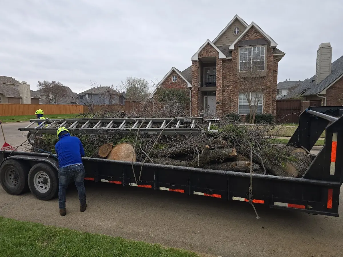 Expert Tree Removal with proper safety equipment in Lindside
